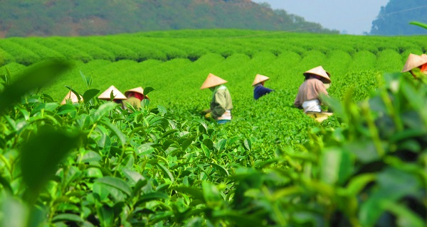 用科學說話春茶是否存在農藥超標問題？用農藥殘留速測儀一測究竟！