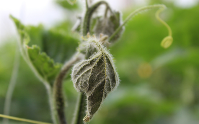 用病毒檢測(cè)儀為植物查明“病因”（植物病害檢測(cè)儀可以檢測(cè)哪些？）