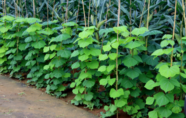 怎樣檢測(cè)泥土是不是有重金屬（土壤重金屬含量多少為超標(biāo)？）